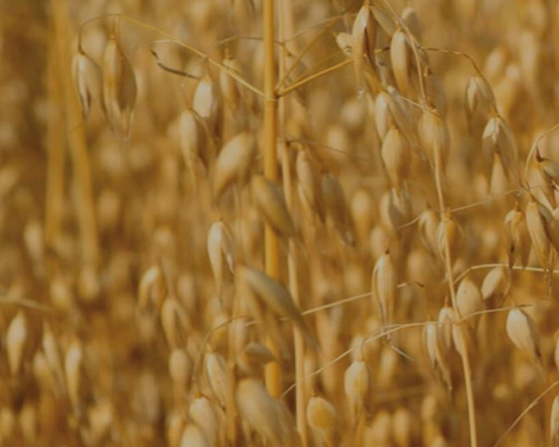 Whole-Food Fibre