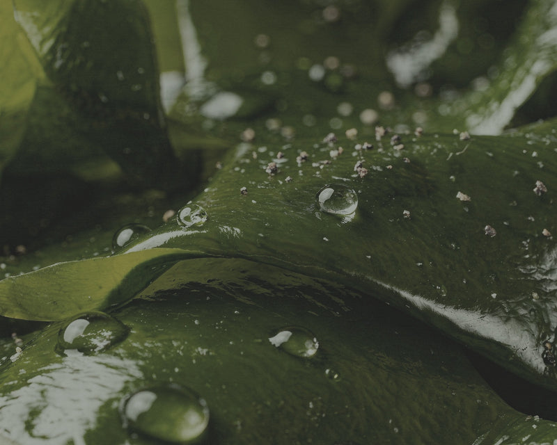 Marine Greens