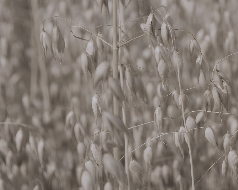 Complete Plant Protein